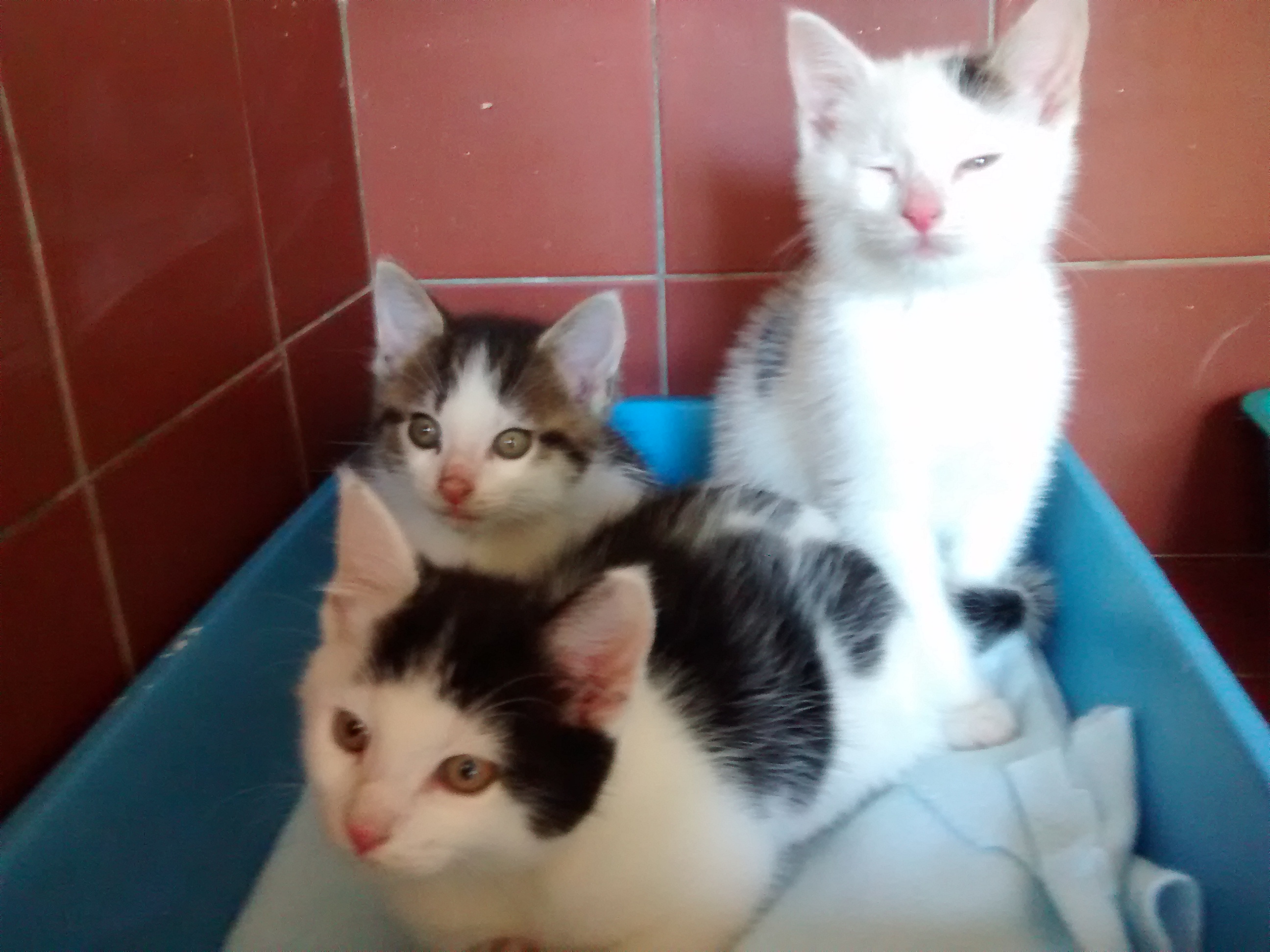 three kittens from Haregate